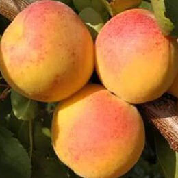 Apricot tree Tardif de Tarbes'